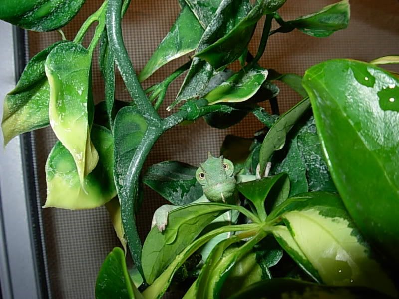 DSCN6766.jpg