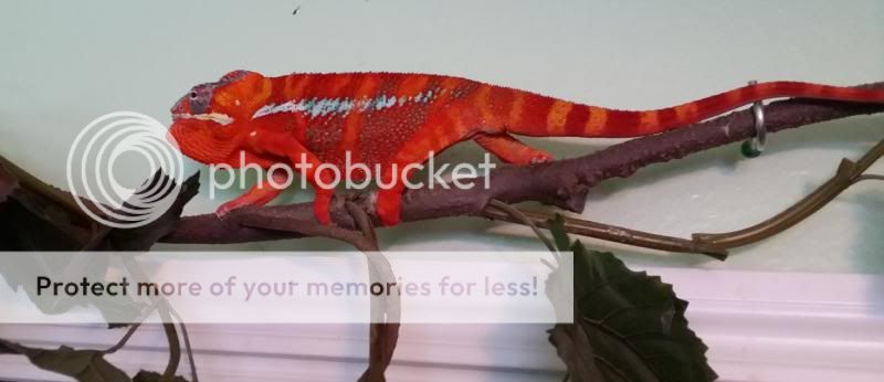 Montyfiredup.jpg