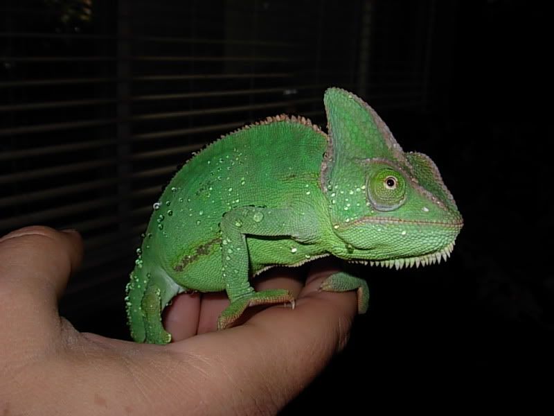 DSCN7184.jpg