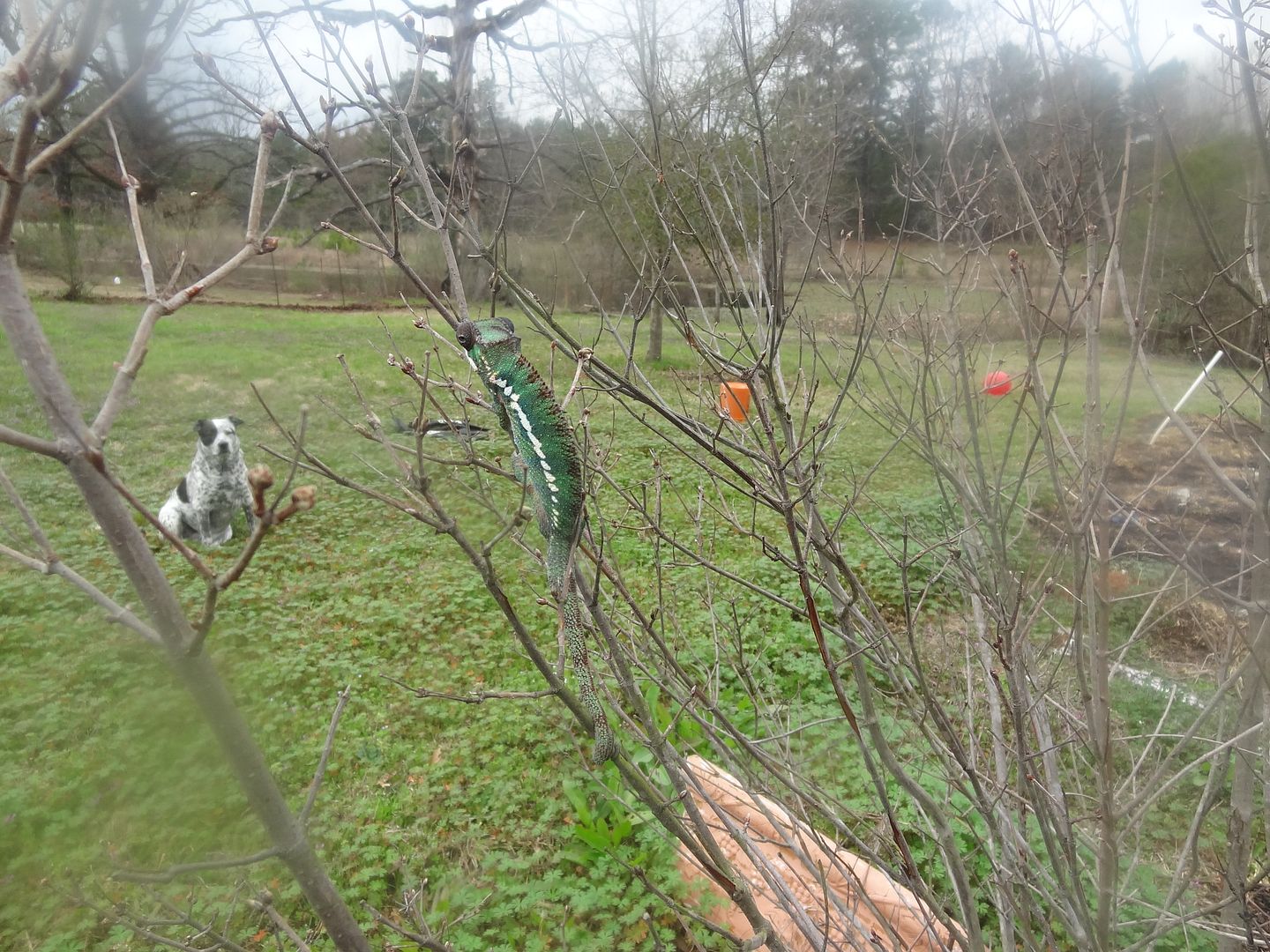 DSC06227_zps18fa6749.jpg