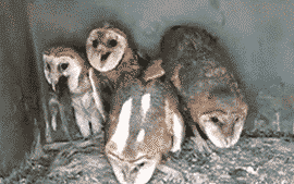 tumblr_lnze3vSLfX1qhr4cpo1_400.gif