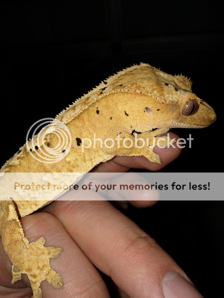 IMG_20111213_221450_zpsaf2d10b7.jpg