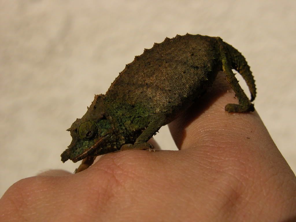 DSCN0072-2.jpg