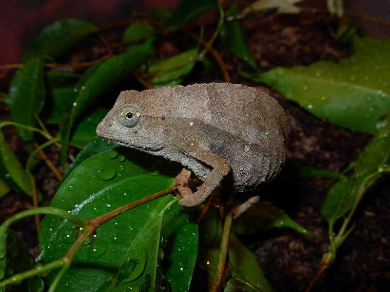 DSCN1529.jpg