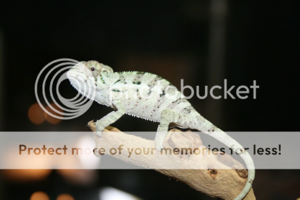 bokboy005.jpg