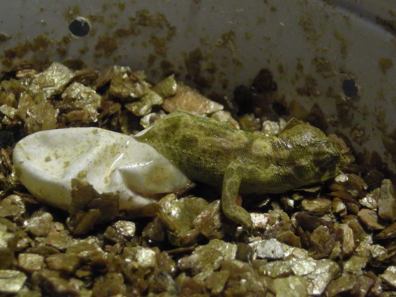 Johnstoniihatchling002.jpg