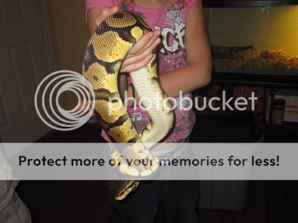 Reptiles008.jpg