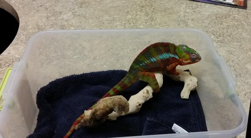 montyatthevet.jpg