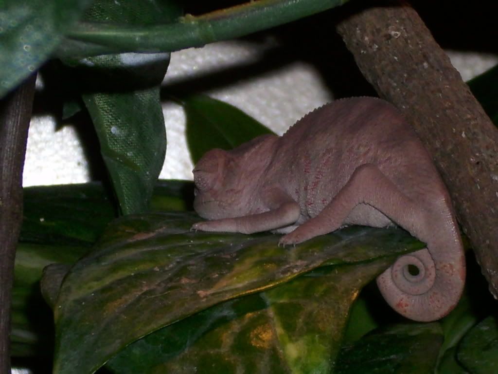 Leaf001.jpg