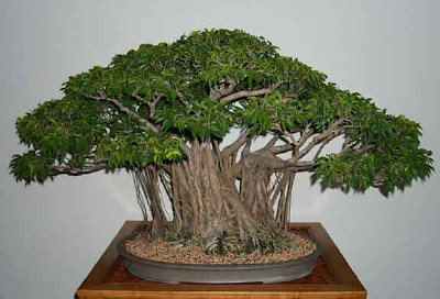 Banyan.jpg