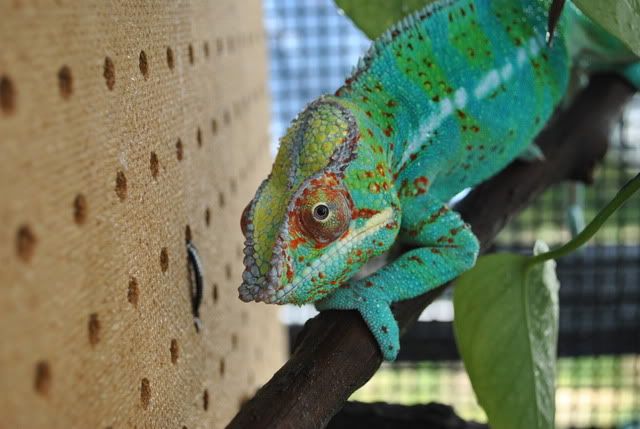 DSC_00255.jpg