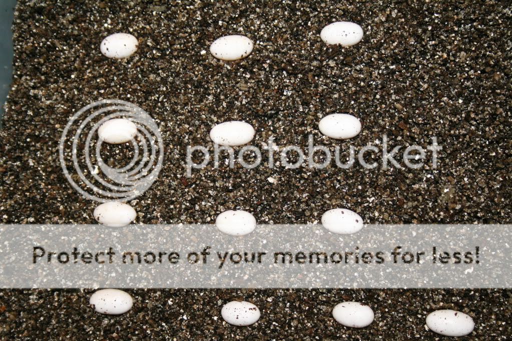 eospics9-19-09032.jpg