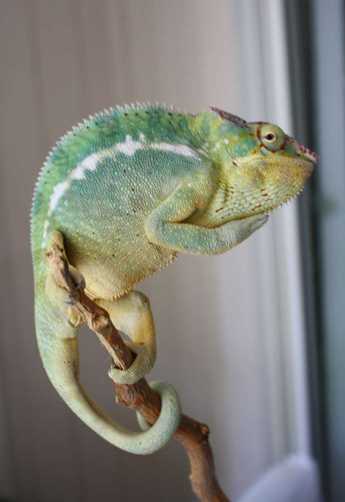 cobalt1yearold30.jpg