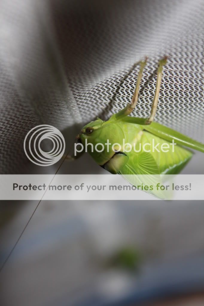 Chamandbugpics148.jpg