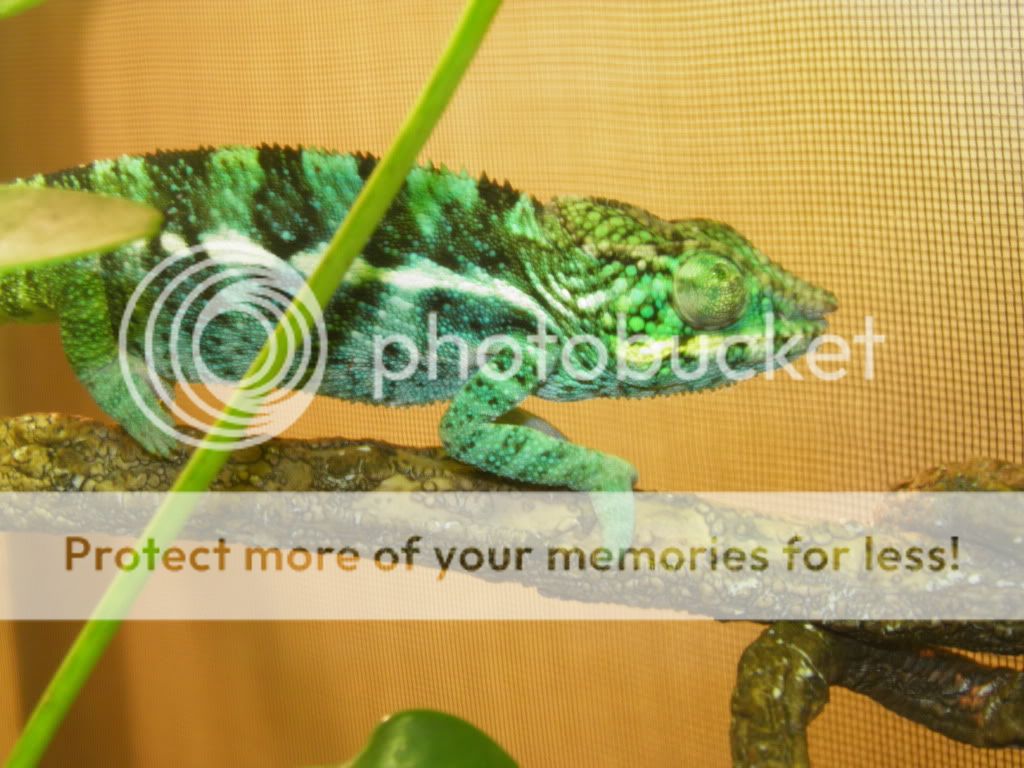 chameleon042.jpg