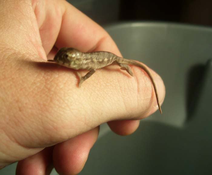 Hatchlings006.jpg