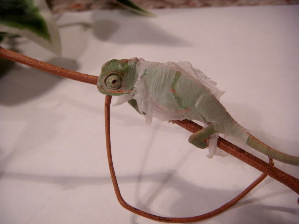 DSCN1544.jpg