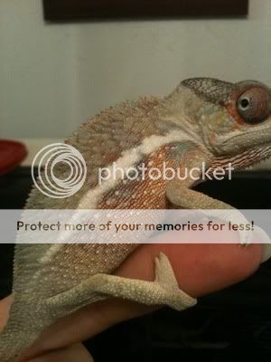 IMG_1271_zps4205a1b8.jpg