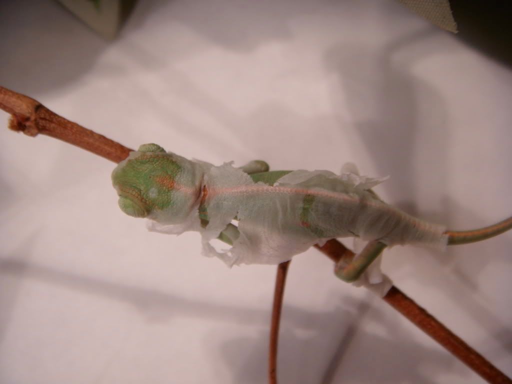DSCN1546.jpg