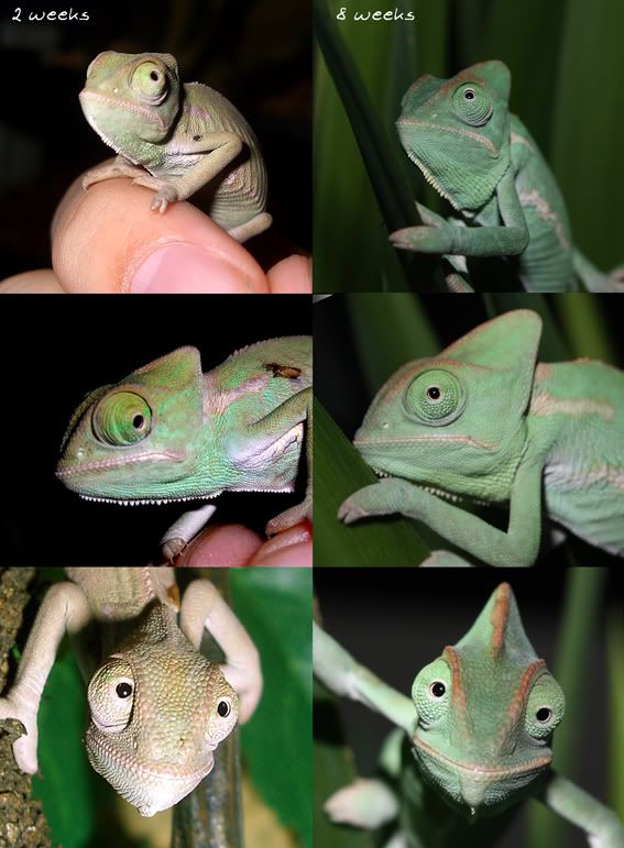 progression1.jpg