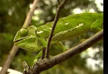 chameleon2.jpg