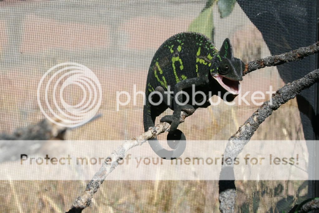 eospics9-19-09009-2.jpg