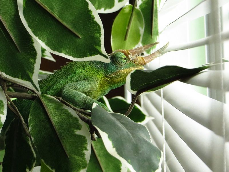 Rexlookingoutwindow.jpg