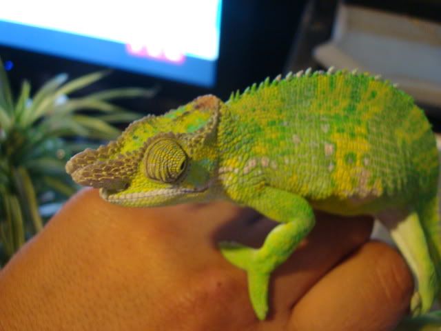 newpicswithreptilesforcraigslist075.jpg