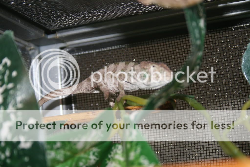 bobbiebabies017.jpg