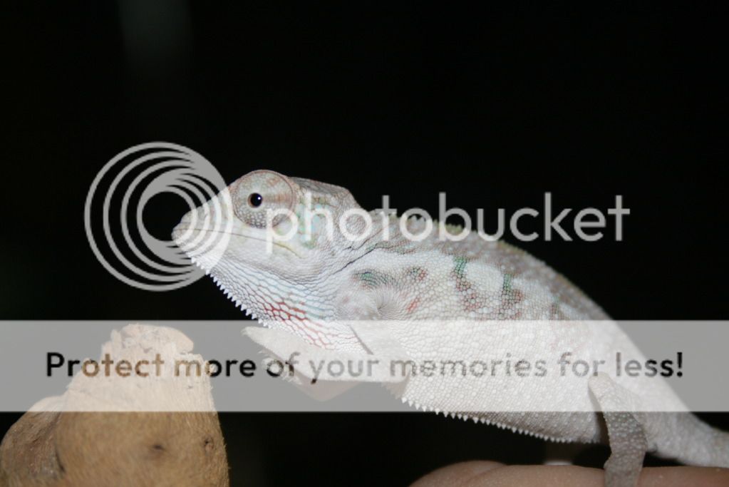 2ndclutch009.jpg