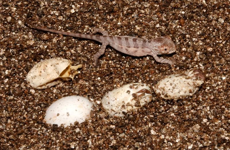 Panther Chameleon Hatching Sequence Picture | Chameleon Forums