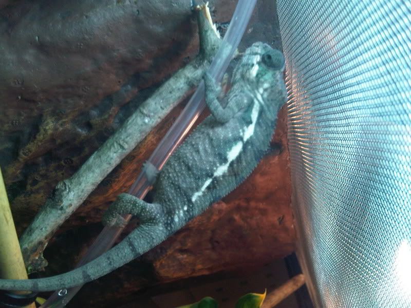 chameleon3027.jpg