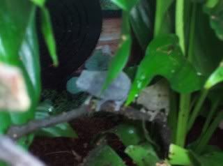 chameleon.jpg