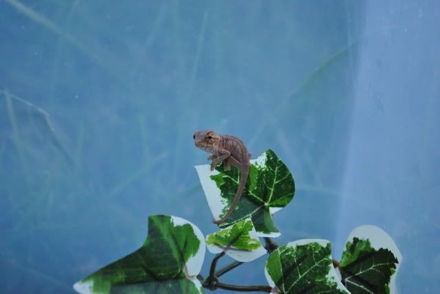 DSC_003911.jpg