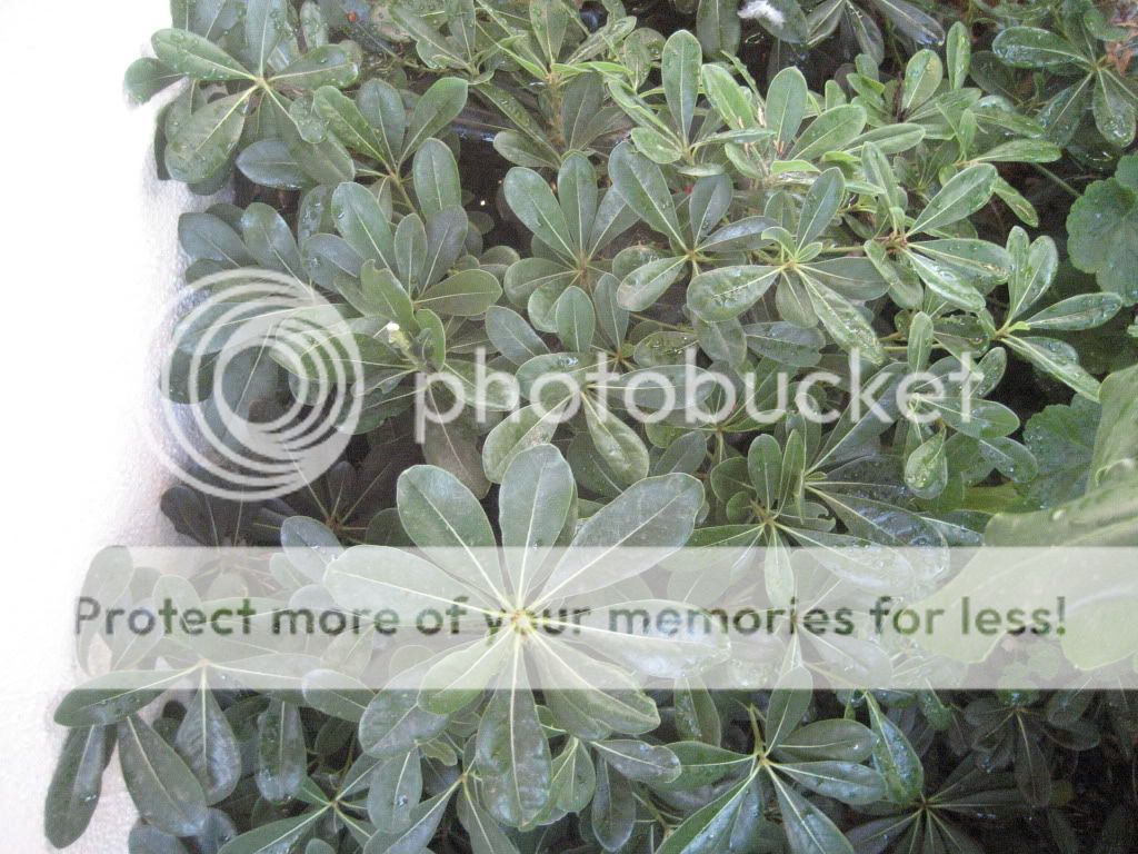 IMG_2171.jpg