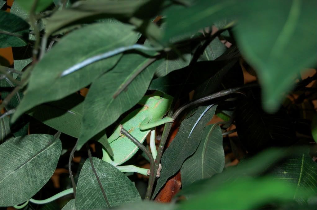 Rango018-1.jpg