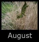 august.jpg