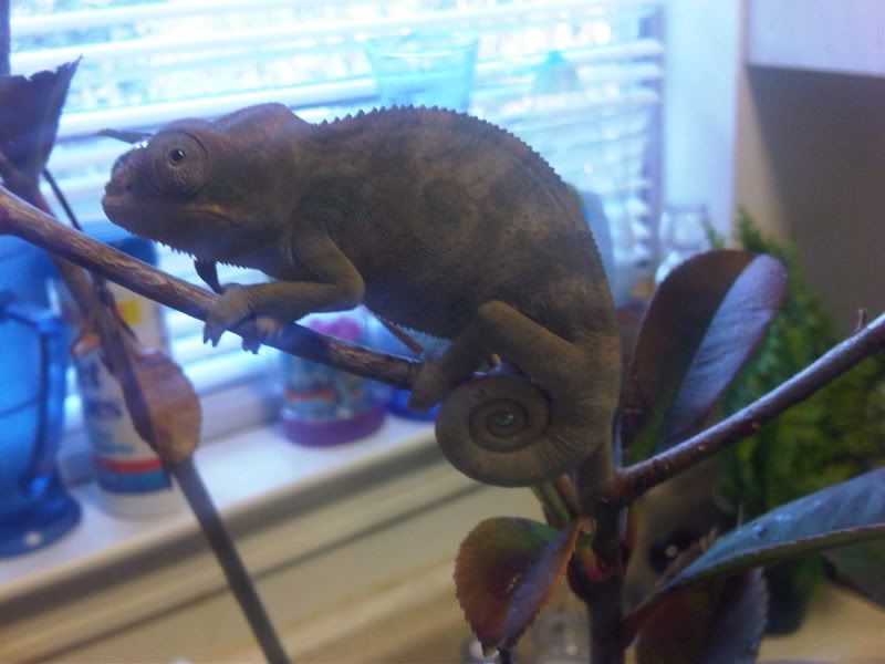 chameleon3017.jpg