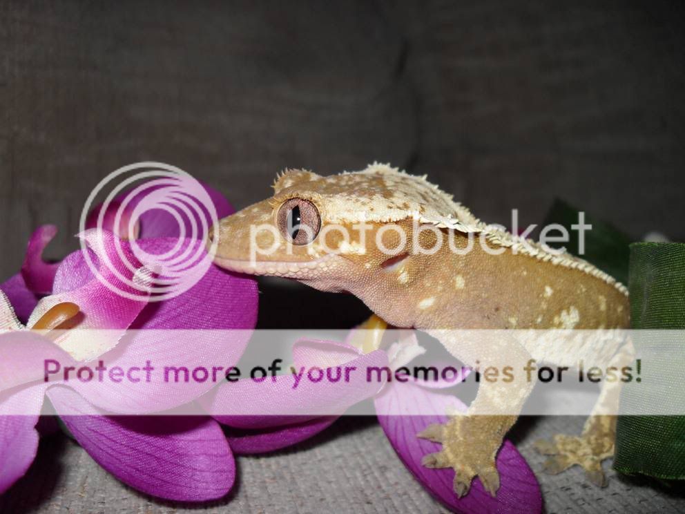 Splat2.jpg