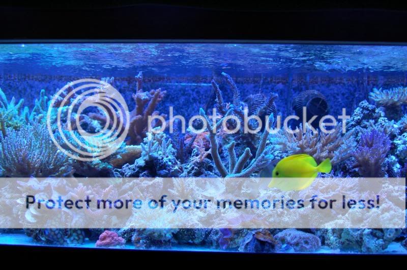 TankPics007-5.jpg