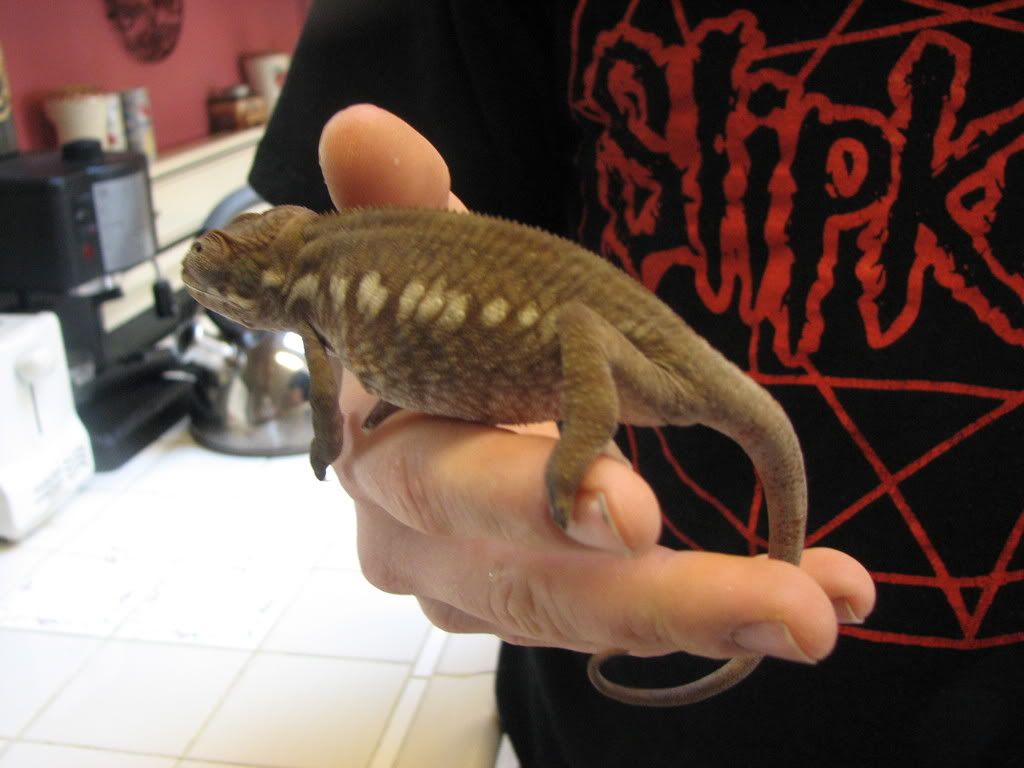 ambilobepantherchameleon03.jpg