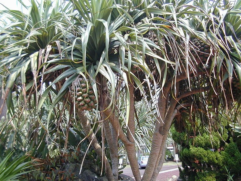 Pandanus.jpg