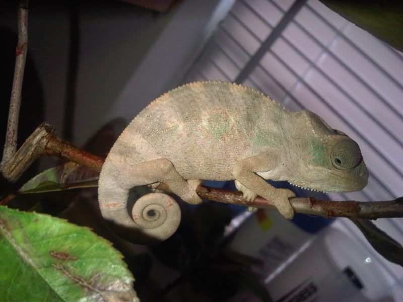 chameleon3021.jpg