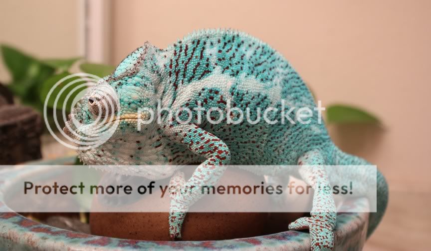 Bumble1.jpg