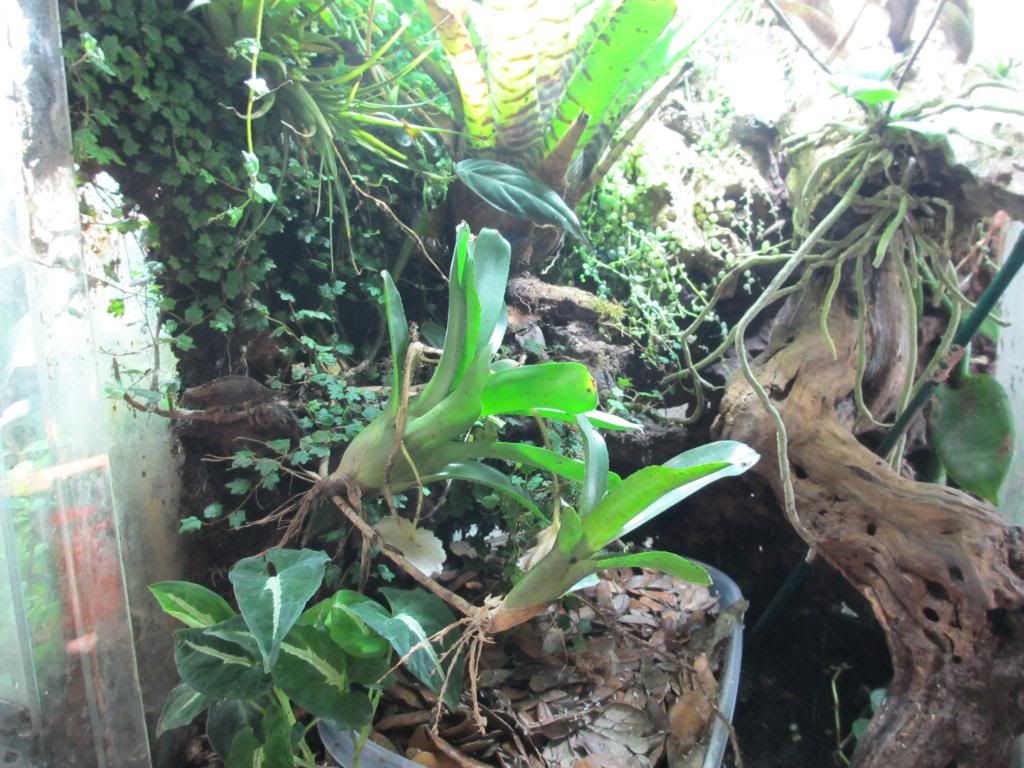 pygmytank2_zpscde12aac.jpg