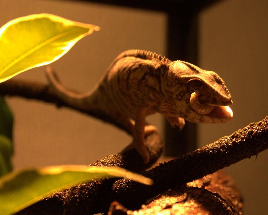 venus-eating2.jpg