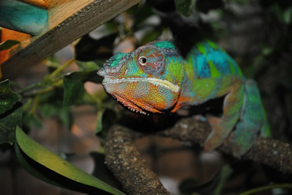 DSC_0531.jpg