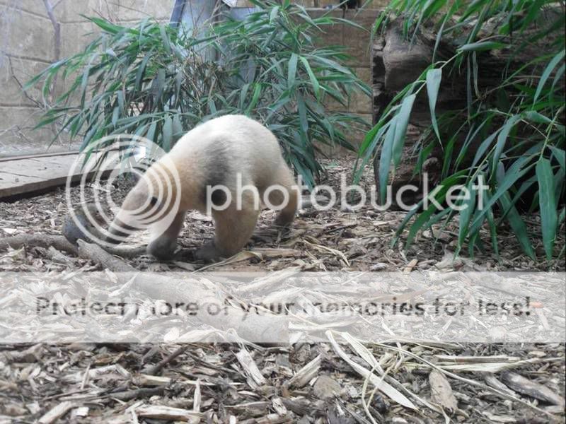 Tamandua.jpg