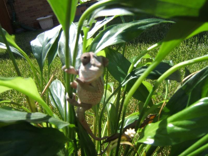 Chameleonandsuch034.jpg