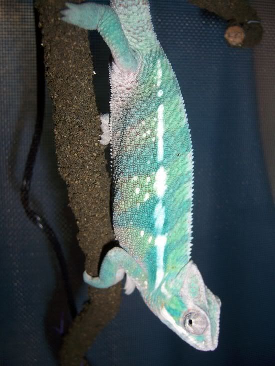 chameleon2.jpg